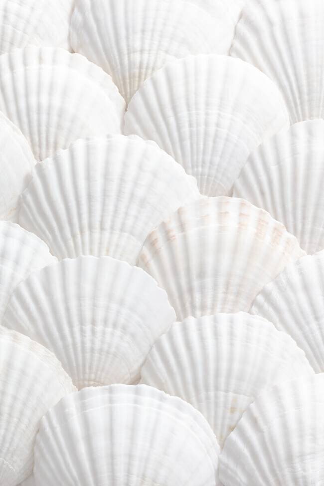 Coquilles 3 1x Studio III