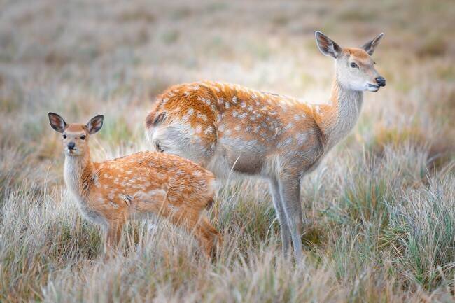 Sika deer Simoon