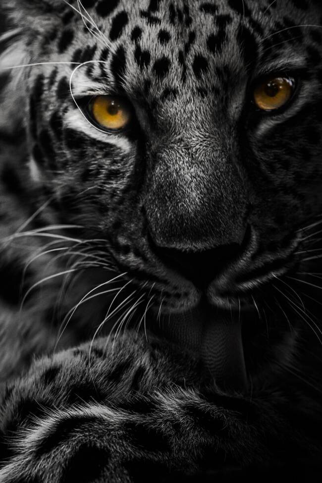Silent intensity Maron  Photography