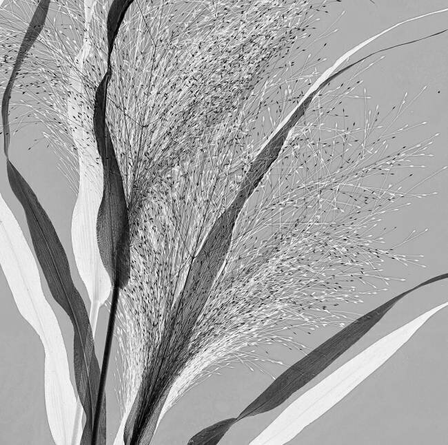 Simply grass Saskia Dingemans
