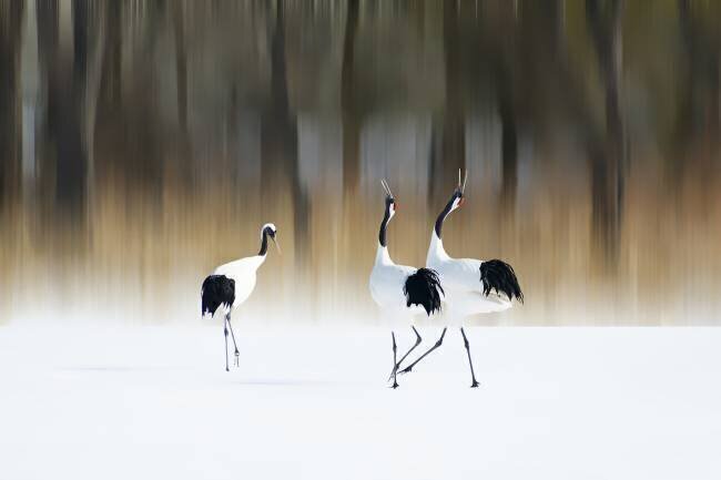 Sing a song of LOVE Ikuo Iga