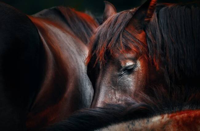 Sleep huddle Martin Stantchev