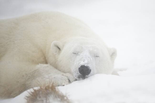 Sleeping Marco Pozzi