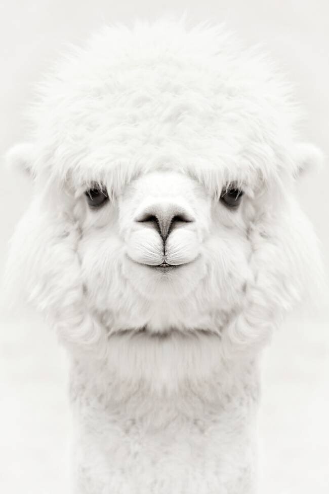 Smiling Alpaca Monika Strigel
