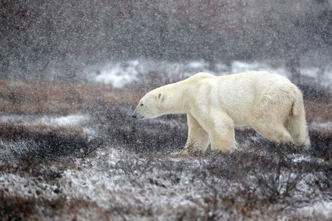 Temps de neige Alessandro Catta
