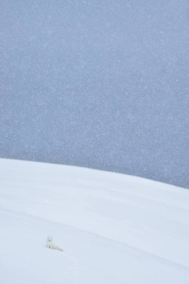 Snowy arctic fox in Svalbard Yves Adams