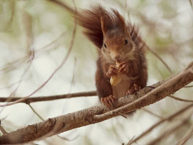 Spanish squirrel Wilfried Zeise