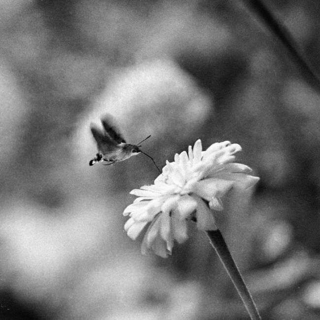 Un papillon Sphingidae dans un parc de Crimée anonyme