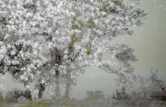 Spring Nel Talen
