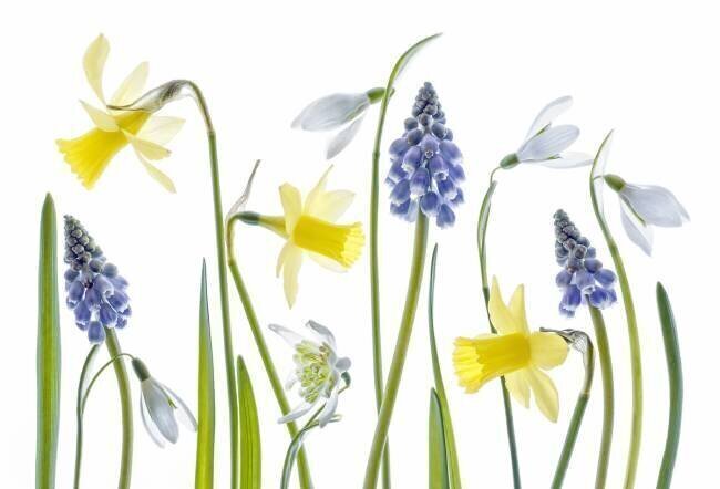 Spring Mandy Disher
