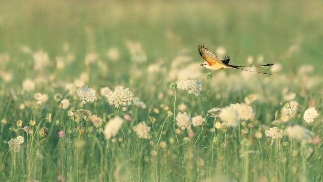 Spring Messager Qing Zhao