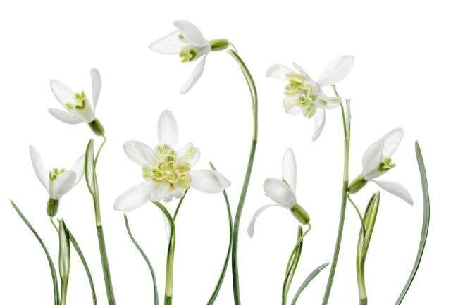 Spring Snowdrops Mandy Disher