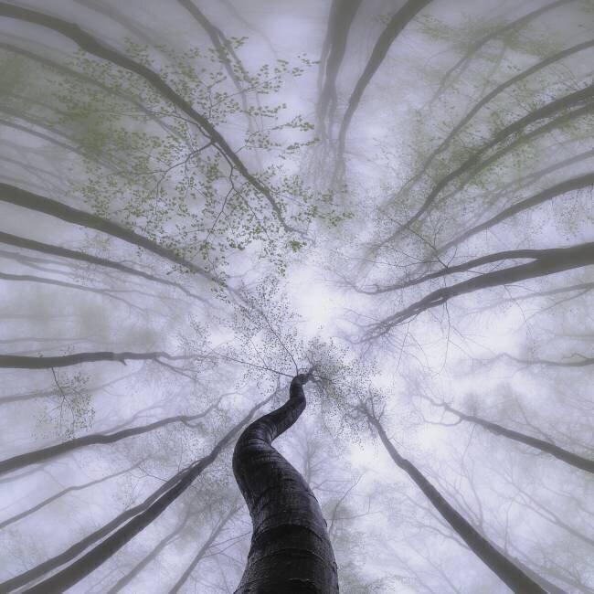 Printemps Tom Pavlasek