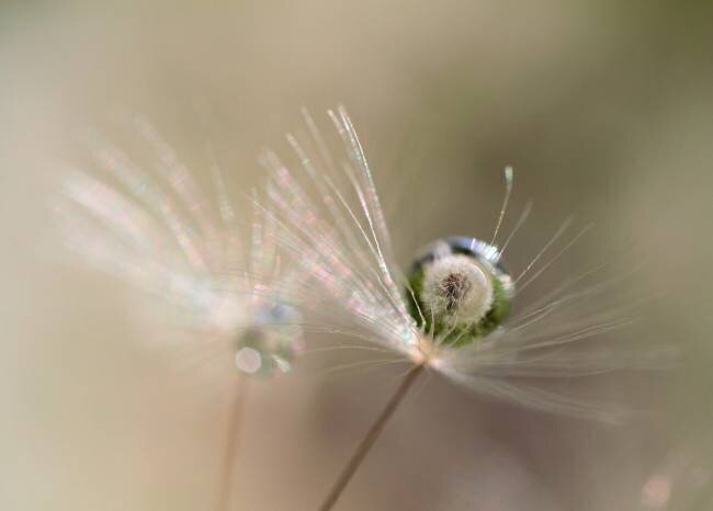 Star of dandelion Bertrand Kulik