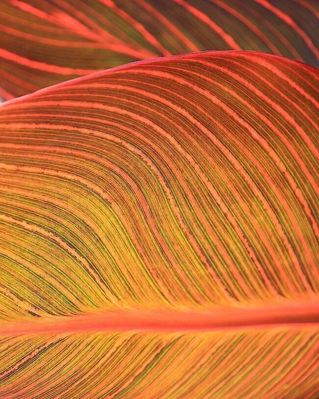 Summer, abstractly Robin Wechsler