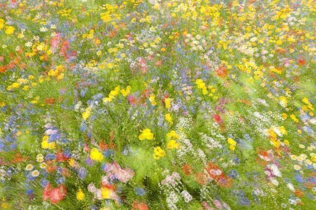 Summer field flowers Piet Haaksma