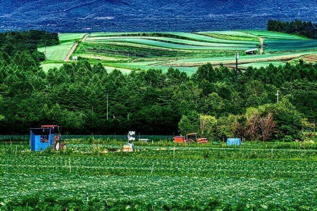 Summer when Tsumagoi cabbage grows Yuusuke Hisamitsu