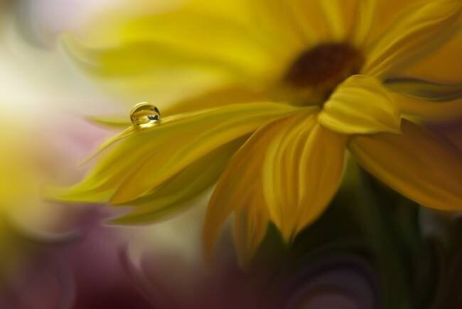 SunBeam Juliana Nan