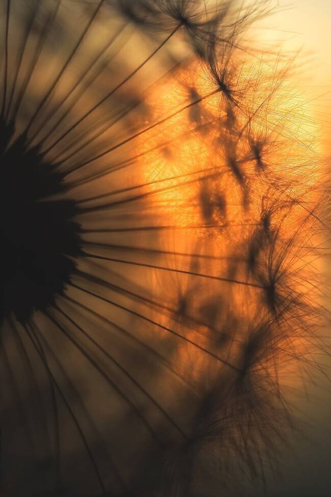 Sunset Ricky Siegers