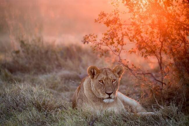 Sunset Lioness Alessandro Catta