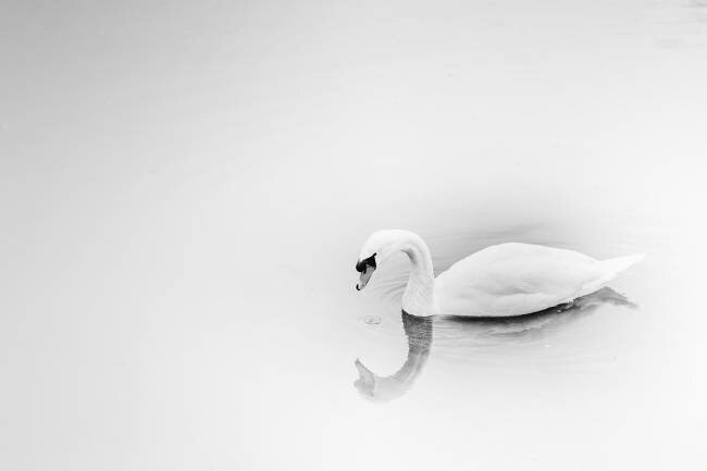 Swan Lake Michael