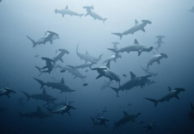 Swarming Alexander Safonov 