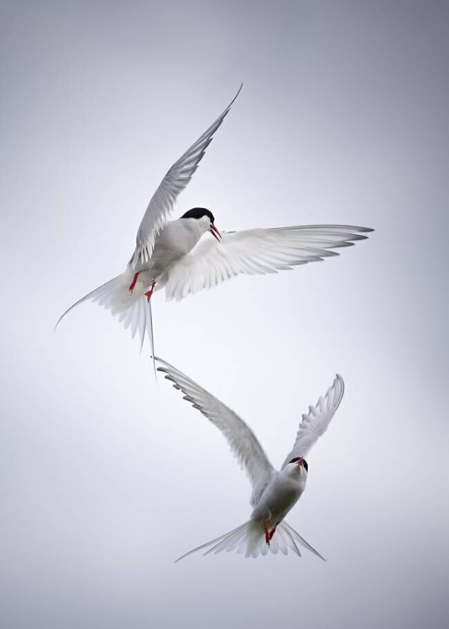 Tango arctique Fegari