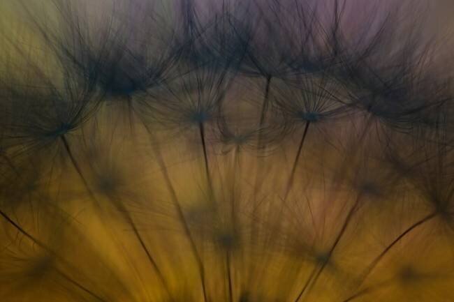Taste of spring Ricky Siegers