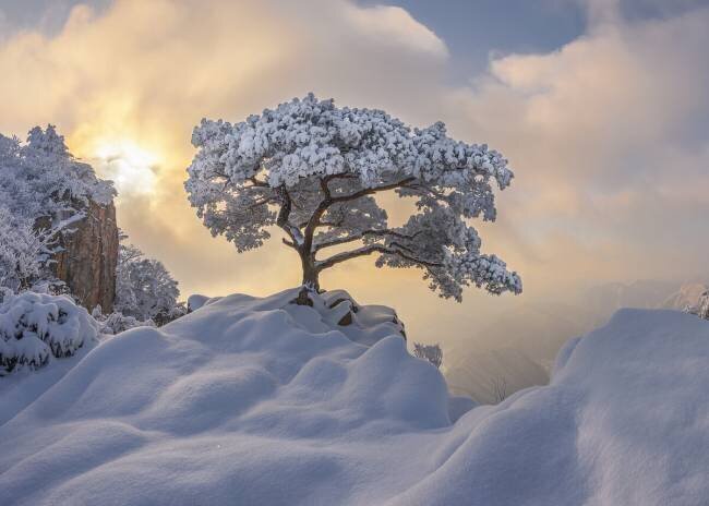 Temptation of the white tree Jaeyoun Ryu
