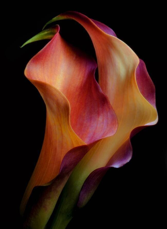 Tenderness Jon Kinney