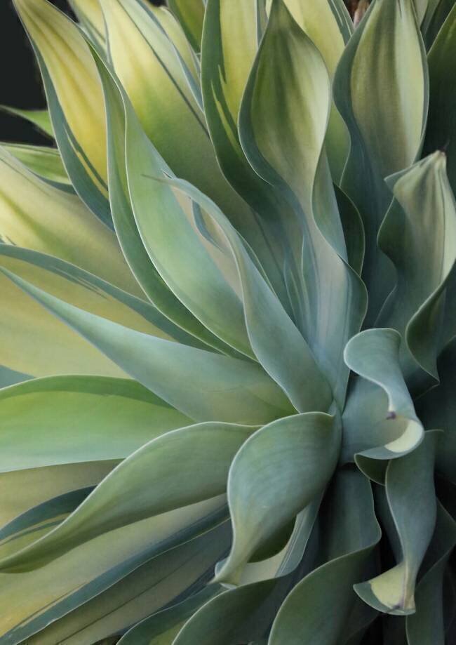 The Agave along the California Coast Robin Wechsler