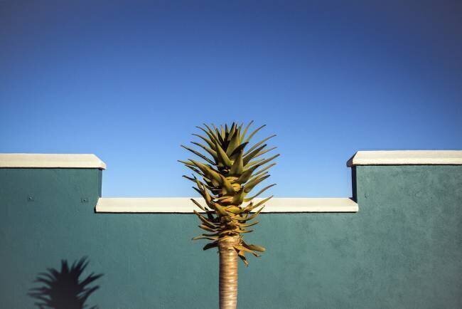The desert blooms Linda Wride