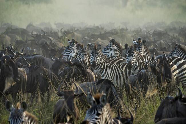 The Great migration Giuseppe Damico