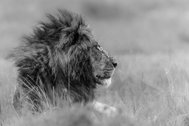 The king is alone Massimo Mei