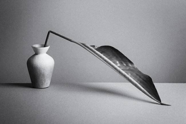The Leaf Kristina Oveckova