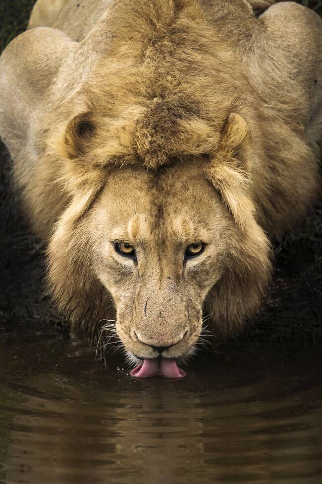 The Lion Dan Mirica
