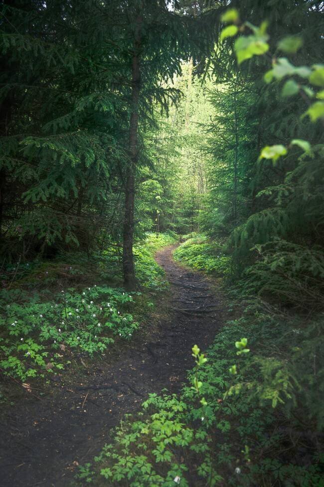 The path Christian Lindsten