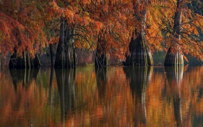 The Pillars of the Earth Barre Thierry
