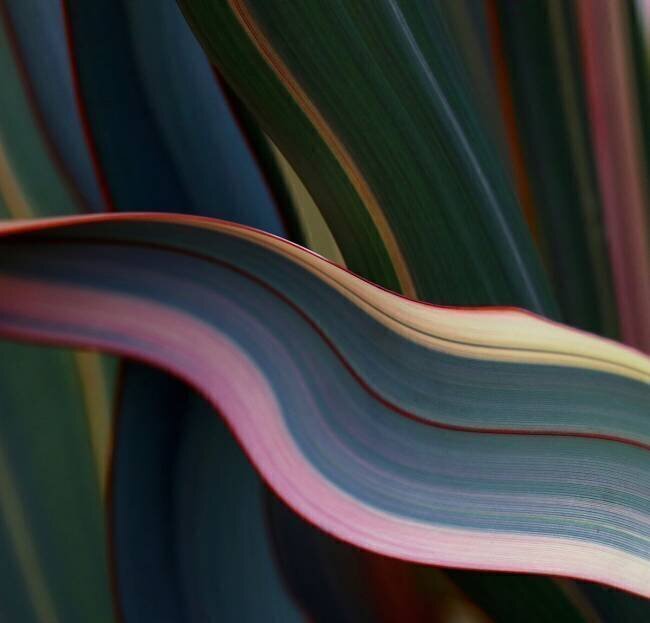 The Rainbow Leaf Robin Wechsler