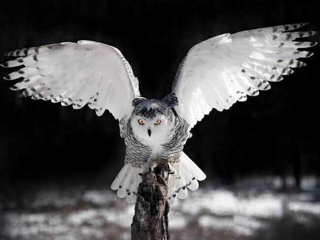 Les Ailes Pinaki Bhattacharyya