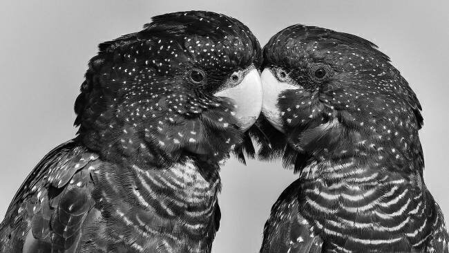 Time to Smootch Susan Moss