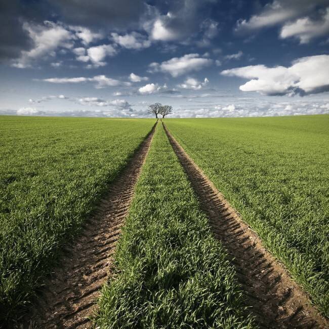 Trace & Trees Carsten Meyerdierks