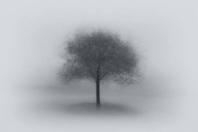 Tree in Fog Aidong Ning