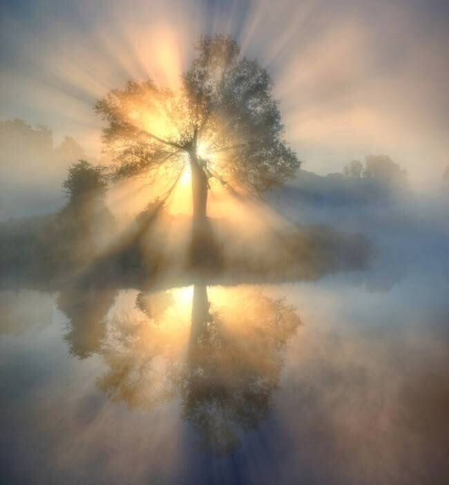 Tree of light Keller