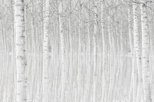 Trees Aglioni Simone