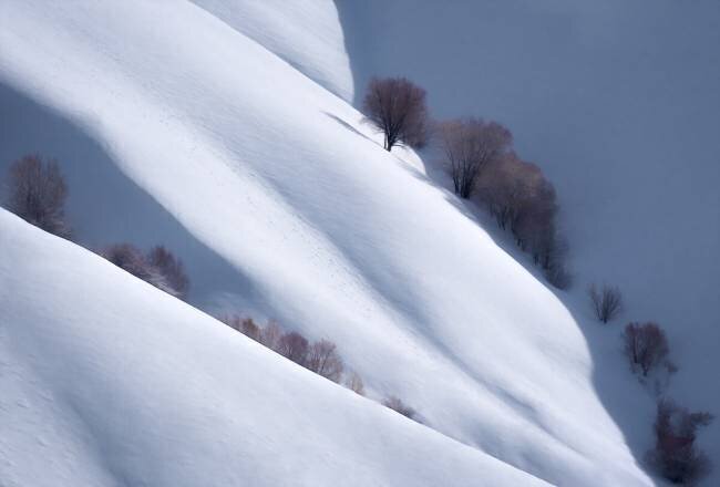 Trees and Pure Snow Majid Behzad