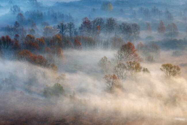 Trees in the early morning fog Valentino Alessandro 