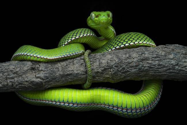 Trimeresurus vogeli Dao Tan Phat
