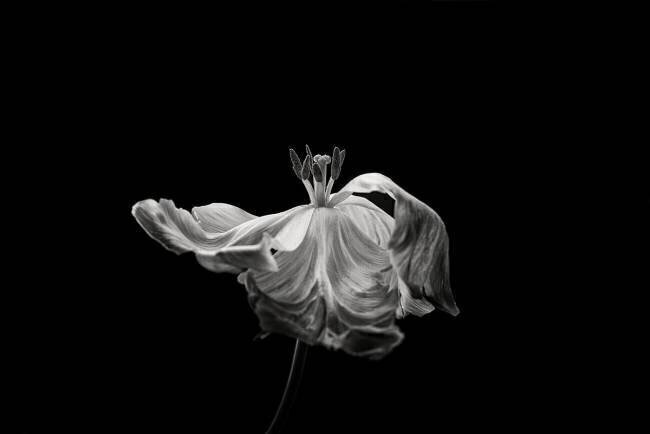 Tulip Lotte Gronkjar