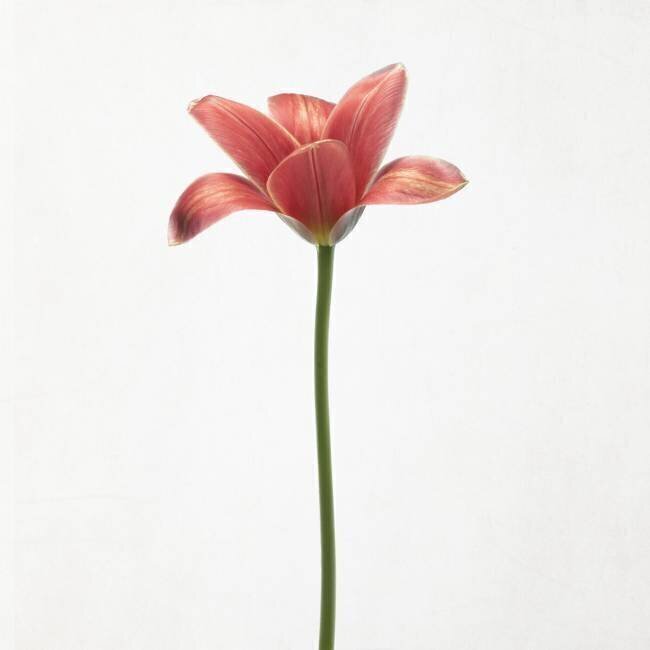 Tulipe à longue tige Lotte Gronkjar
